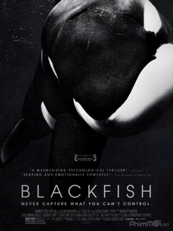 Cá Đen Full HD VietSub - Blackfish (2013)